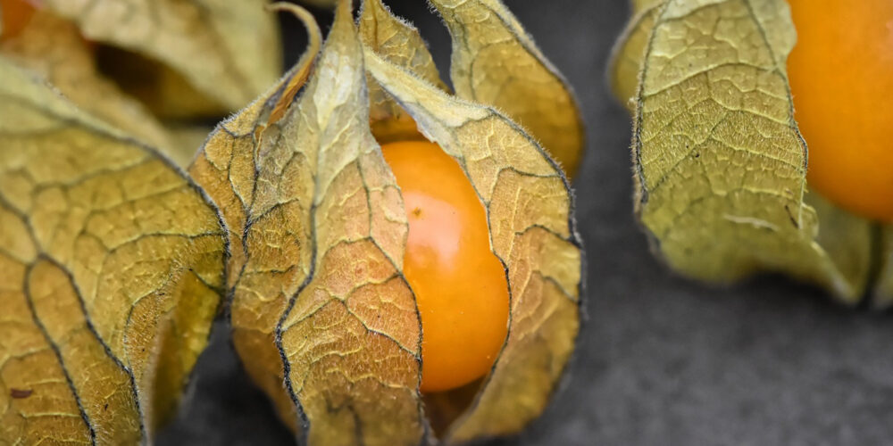 Production de Physalis en Lot et Garonne