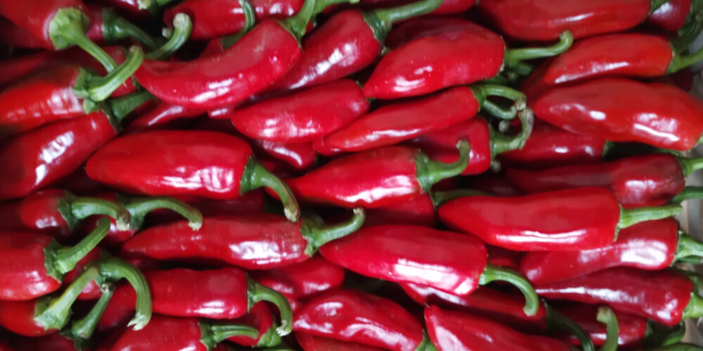 Production de piments en Lot et Garonne